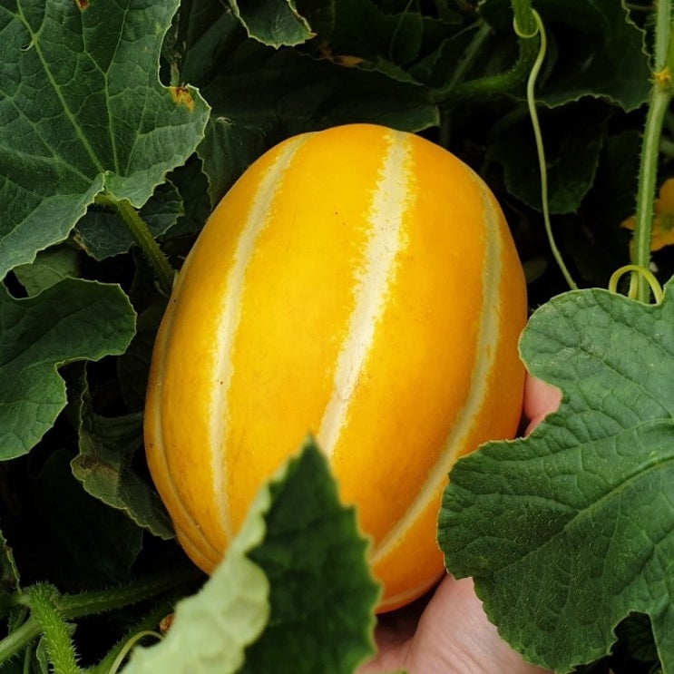 의외로 인기있는 주아농원 꿀꿀참외 성주참외 가정용 선물용 5kg 9kg 산지직송, 성주참외 가정용5kg ··· 의외로 인기있는 주아농원 꿀꿀참외 성주참외 가정용 선물용 5kg 9kg 산지직송, 성주참외 가정용5kg ···