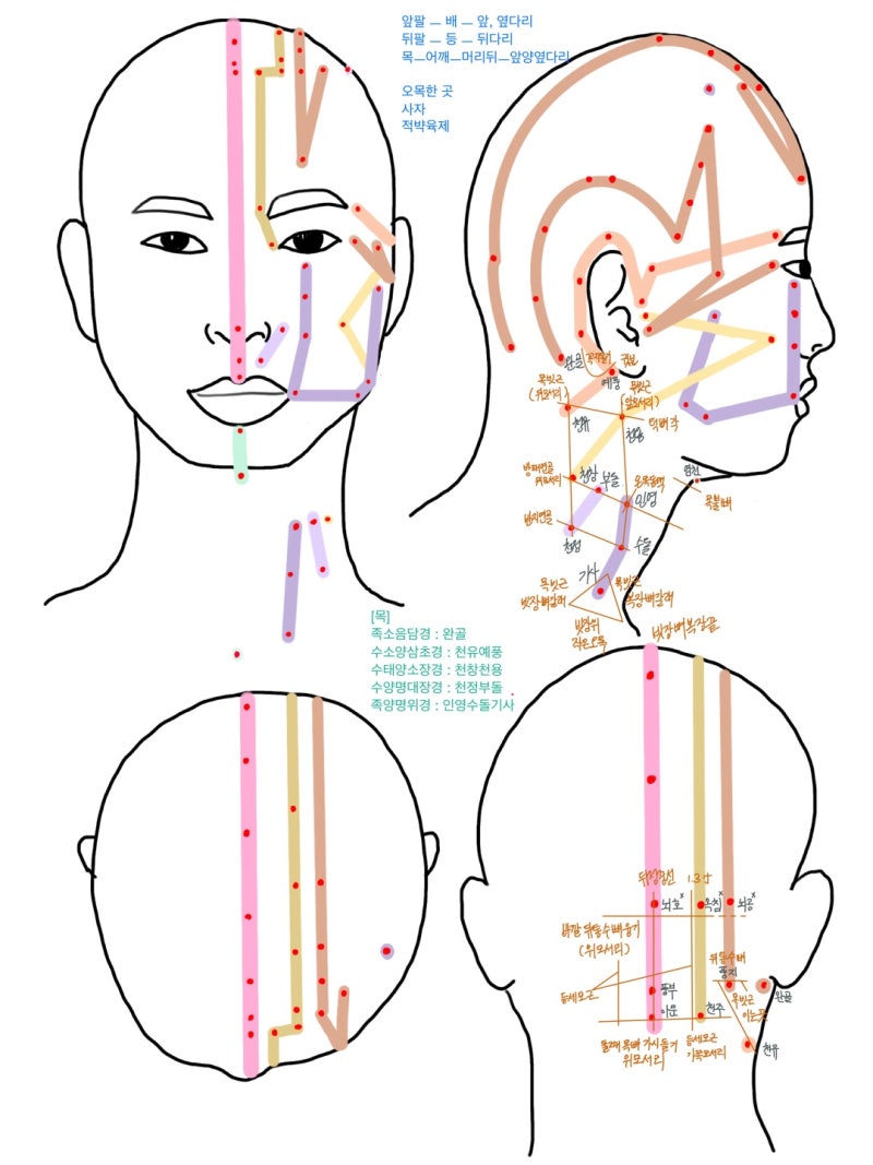 [경락경혈학★그림자료] 목, 어깨, 팔, 다리, 가슴, 배, 등 부위 혈자리 : WHO 혈위 : 네이버 블로그