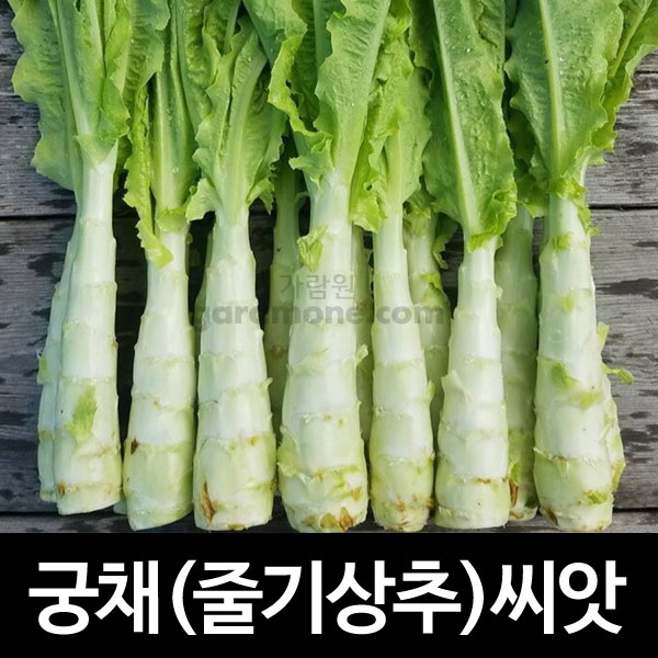 최근 인기있는 궁채 씨앗 줄기 상추 씨앗 celtuce seeds 1000알 추천해요