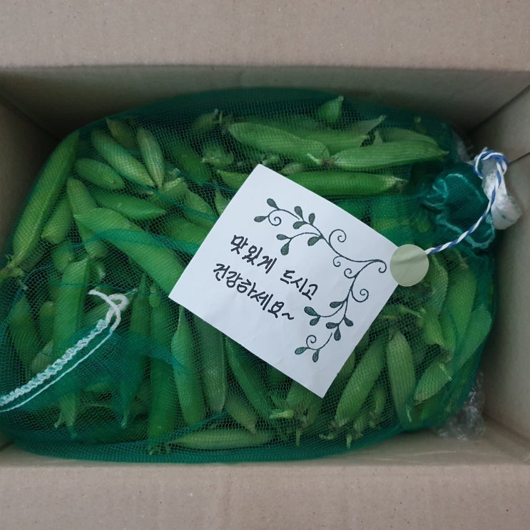  홍시랑 밤톨이네 농장 햇완두콩