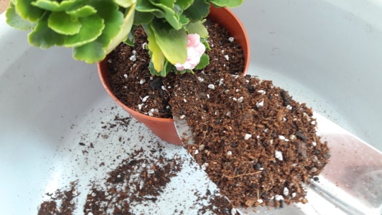  칼란디바 과습 위기(칼란디바 살리기)