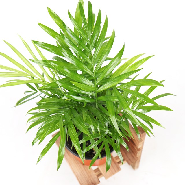 많이 찾는 갑조네 테이블야자 공기정화식물 미세먼지먹는식물 수경재배 수경식물 미세먼지제거식물 관엽식물 추천합니다