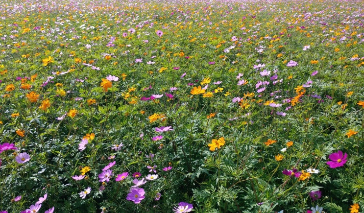  수잔밀러 6월 7일 오늘의 별자리 운세