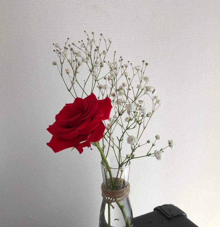  어쩌면 당신은 장미를 닮았네요.