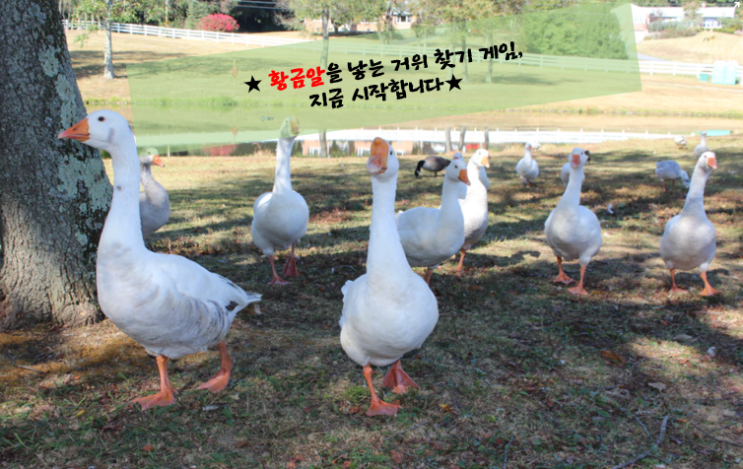  [주린이 탈출]#17. PBR 한계(feat. 투자부동산/무형자산)