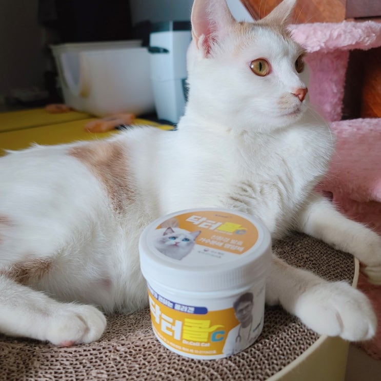  [닥터콜]고양이 종합영양제. 쌤아저씨 고양이 종합영양제