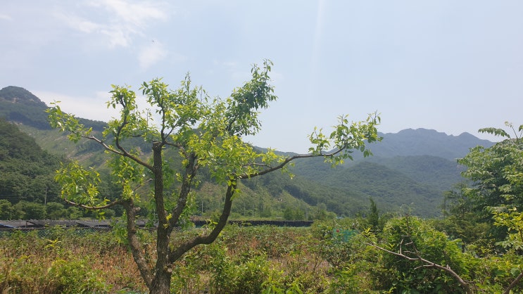  [농부 활동] 대추나무 분주 법