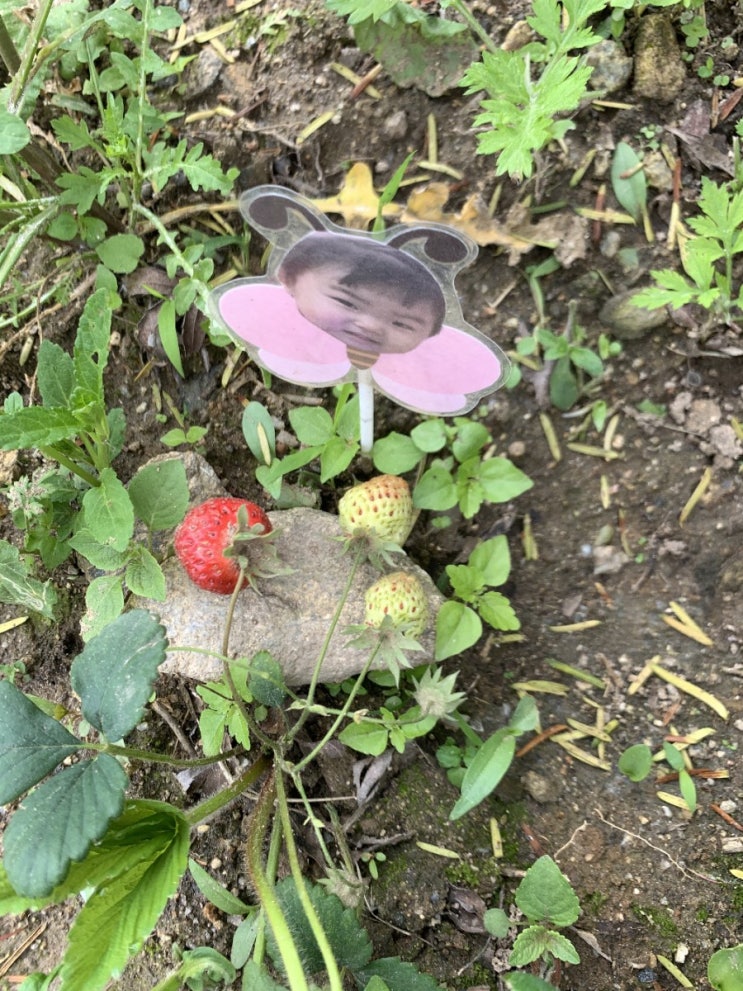  어린이집에서 받아온 딸기 모종 키우기!