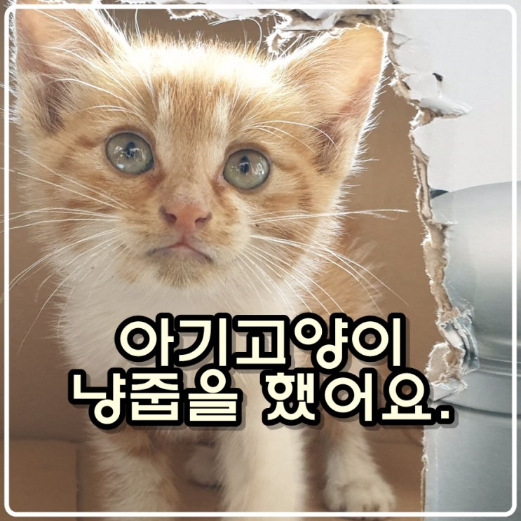  아기고양이 냥줍을 했어요.
