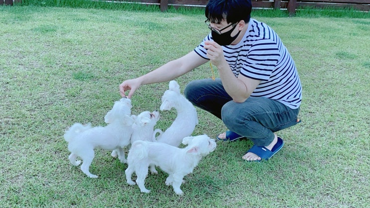  애견동반풀빌라 양평애견펜션 추천 - 편안하개펜션