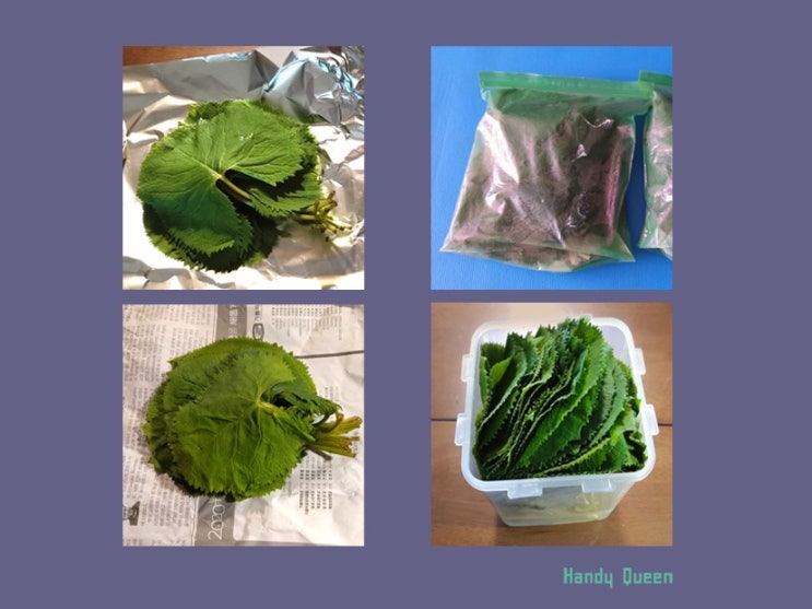  곰취 보관법 네 가지 비교실험 후기 / 냉장고 정리에 필요한 야채 신선하게 보관하는 법