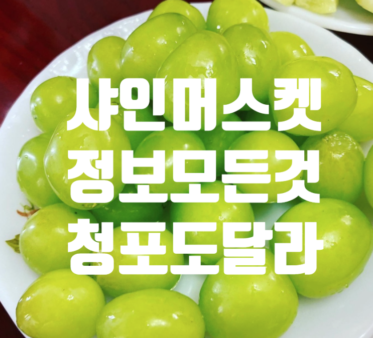  샤인머스켓 고르는법 <청포도와 차이점> 왜 이친구는 비쌀까?(샤인머스켓의 모든것)