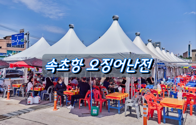 오징어 금어기 해제, 동해안 오징어 대풍 오징어 금어기 해제, 동해안 오징어 대풍