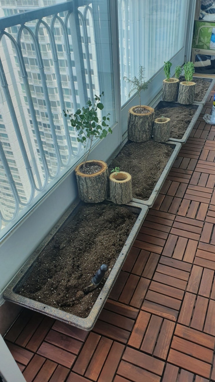 파 새로 심기