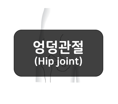 엉덩관절(hip joint)의 뼈와 관절!!
