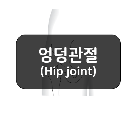  엉덩관절(hip joint)의 뼈와 관절!!