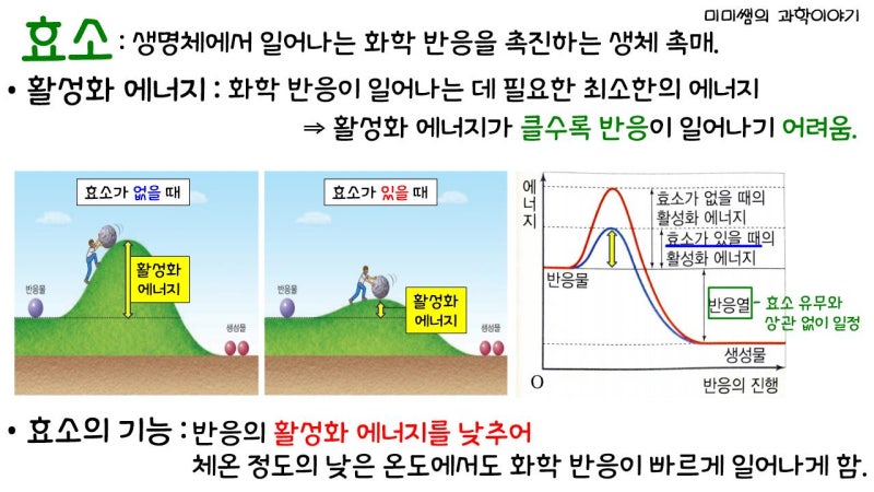 [수업계획] 생명 시스템에서의 화학 반응 - 효소, 활성화 에너지, 효소의 이용 등 : 네이버 블로그