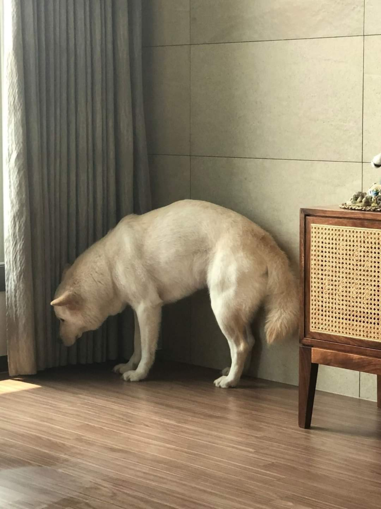  주인이 제모하는거 보고 겁먹은 댕댕이