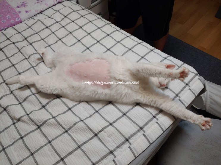  2021.6.3 13살 노령묘 제니 고양이 건강검진받는 날