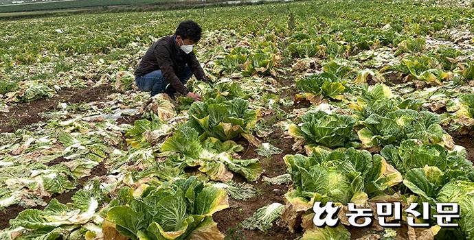 5월 강수일수 50년만에 최다…떨어지고 시들고 무르고 5월 강수일수 50년만에 최다…떨어지고 시들고 무르고