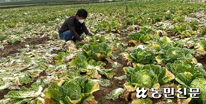 5월 강수일수 50년만에 최다…떨어지고 시들고 무르고