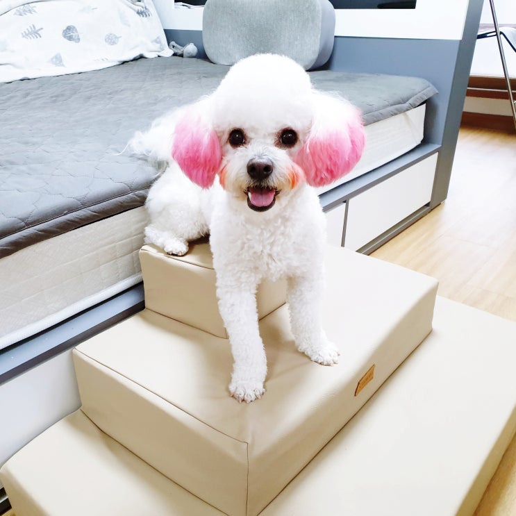 강아지 논슬립 계단추천 파니온 지구라트 비숑타임도 거뜬해 강아지 논슬립 계단추천 파니온 지구라트 비숑타임도 거뜬해