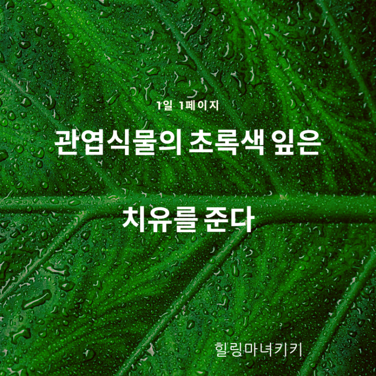  1일 1페이지 ㅡ 77일 관엽 식물의 잎사귀를 만지며 명상한다