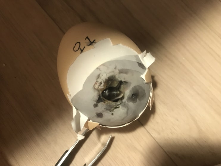  부화 실패 원인과 대책