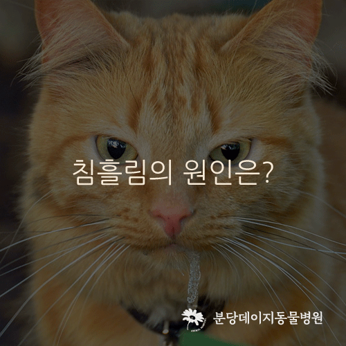 역류성식도염, 침흘림, 기침, 과잉행동 등의 이상행동을 보이는 개, 고양이의 GERD 진단