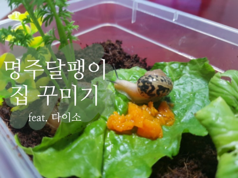 달팽이 일지,, 다이소 명주달팽이 용품 구매하기