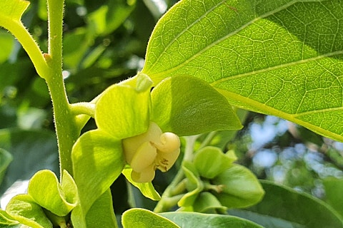 꽃과나무(Flower tree) 이미지
