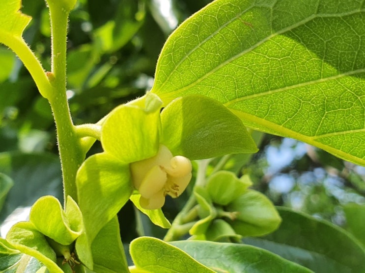 감나무에 감꽃이 활짝 ~ 익숙한 듯 낯선 감나무꽃 Persimmon tree Flower