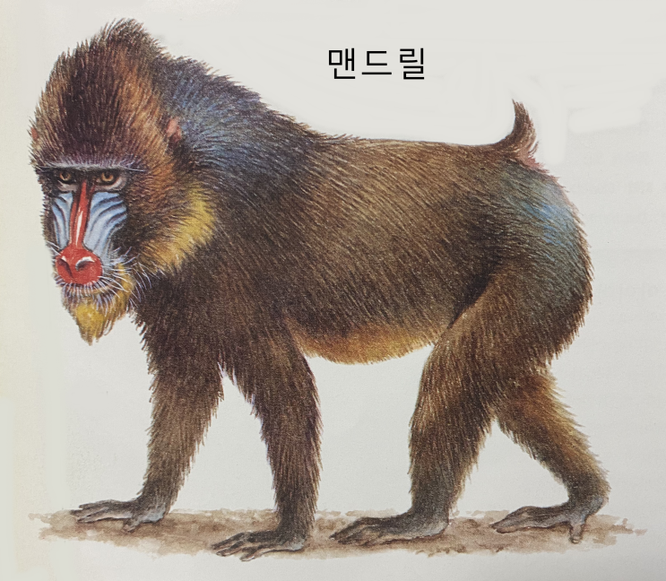  원숭이 종류 이름 특징(맨드릴, 콜로부스 등)
