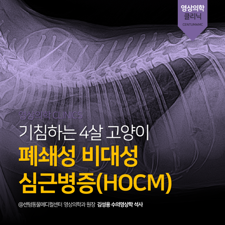 [수영구검진동물병원] 4살 고양이 <폐쇄성 비대성심근병증, HOCM> (부산 고양이 심장 잘 보는 센텀동물메디컬센터)