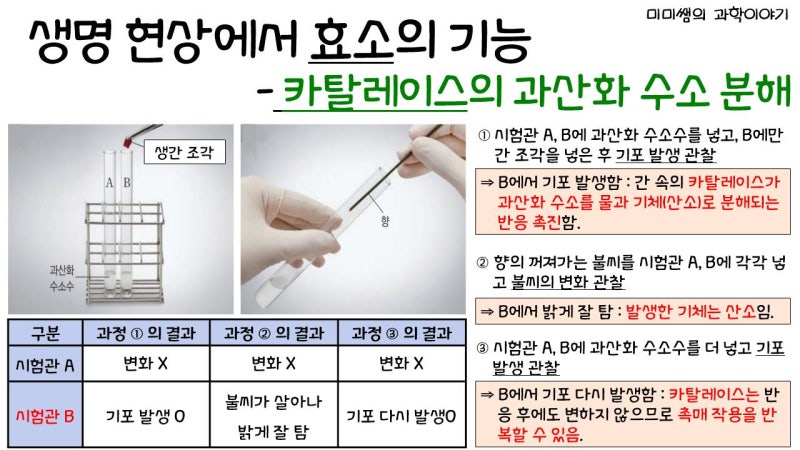 [수업계획] 생명 시스템에서의 화학 반응 - 효소, 활성화 에너지, 효소의 이용 등 : 네이버 블로그