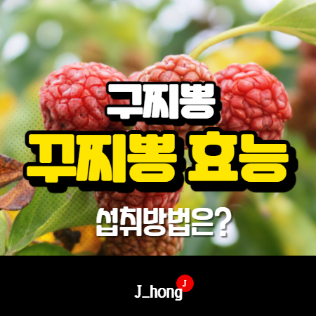  구지뽕 나무 열매, 꾸지뽕 효능 요약정리!