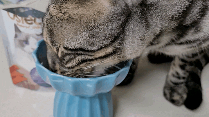 [고양이습식] 습식간식 기호성테스트-2 오스테크