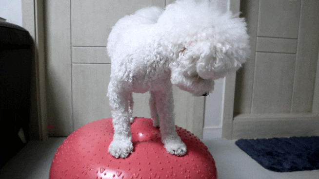  내돈내산 강아지튼튼짐볼 강아지슬개골강화 훈련후기