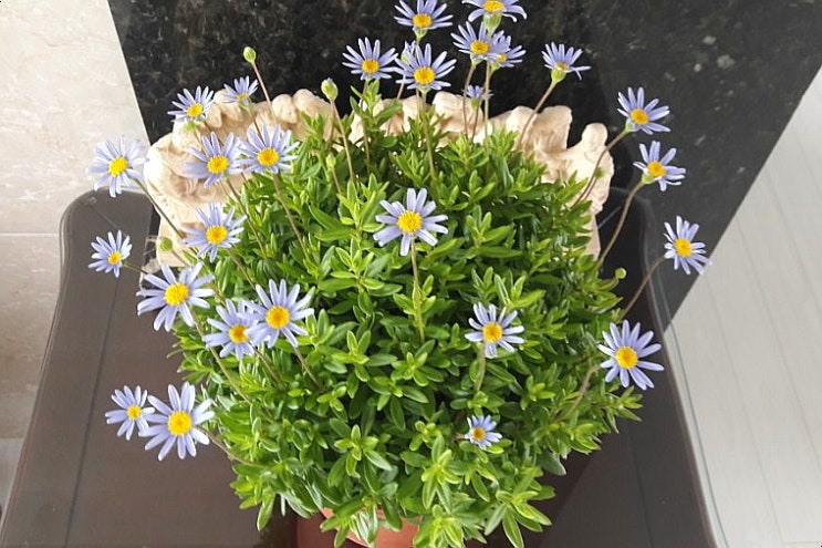  블루 데이지(청화국, 블루 마가렛) or 페르시아 국화? 특성파악하고 키우기 / 개화조건