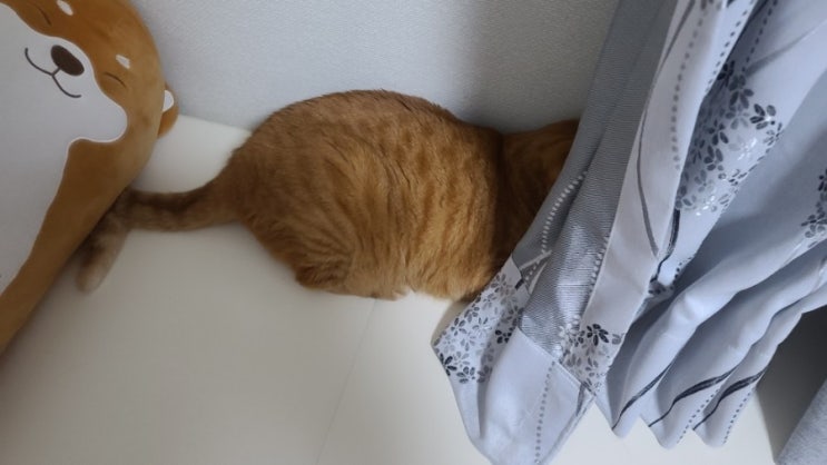  24개월 육아일기 혼내지마세요