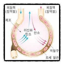  가스 교환의 구조, 적혈구 헤모글로빈 산소 공기 심장 모세혈관