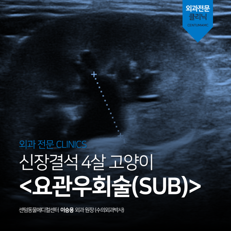  [부산 동물병원] 신장결석 4살 고양이 요관우회술 SUB 치료 케이스