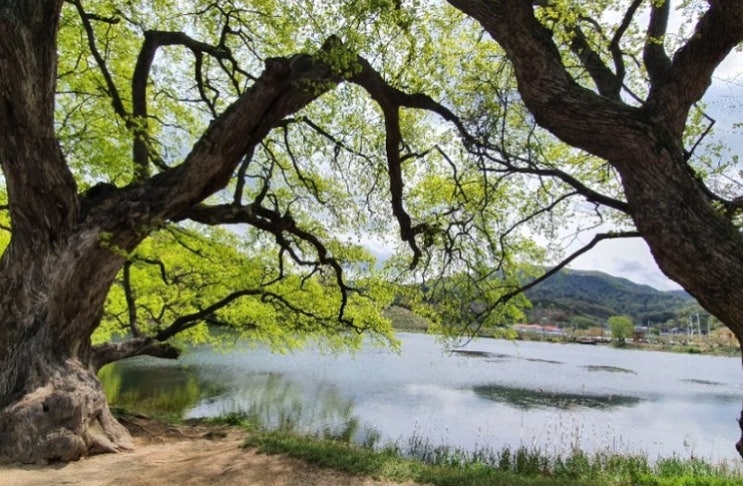  경산 반곡지와 카페 윌로우