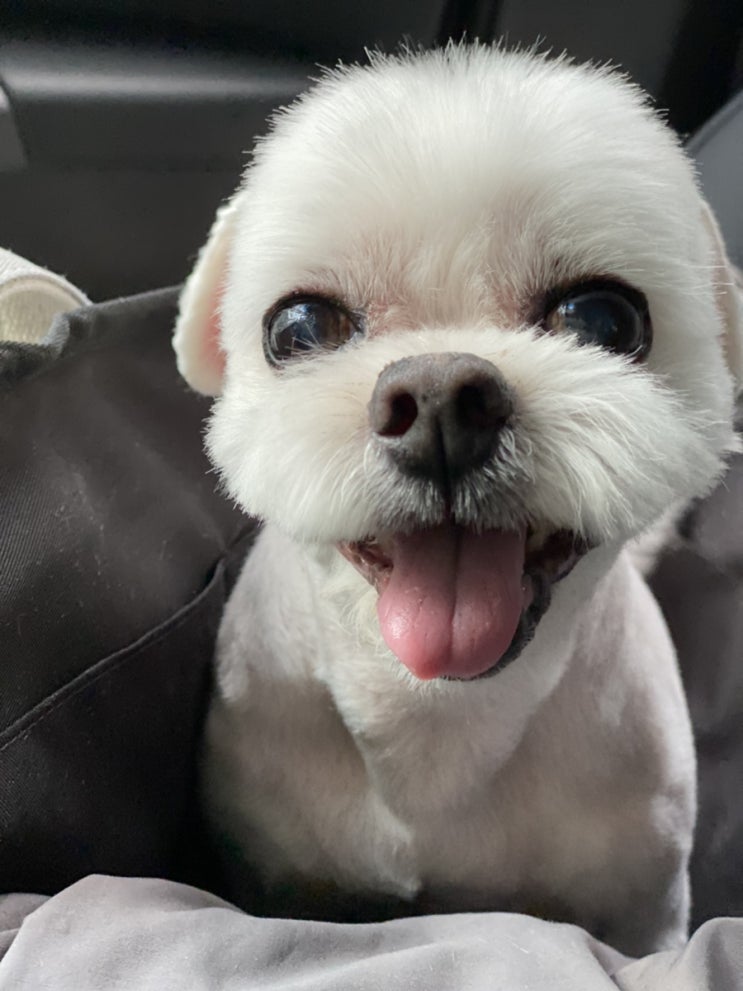  이슬이 미용했어요~~