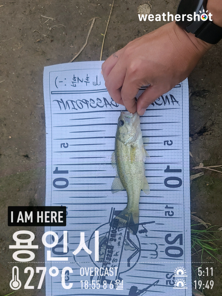  [2021.06.08] 평택 진위천 낚시허용구간 배스 워킹 낚시 (Feat. 노싱커, 미드스트롤링)