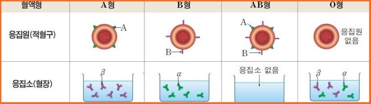 ABO식 혈액형과 응집 반응