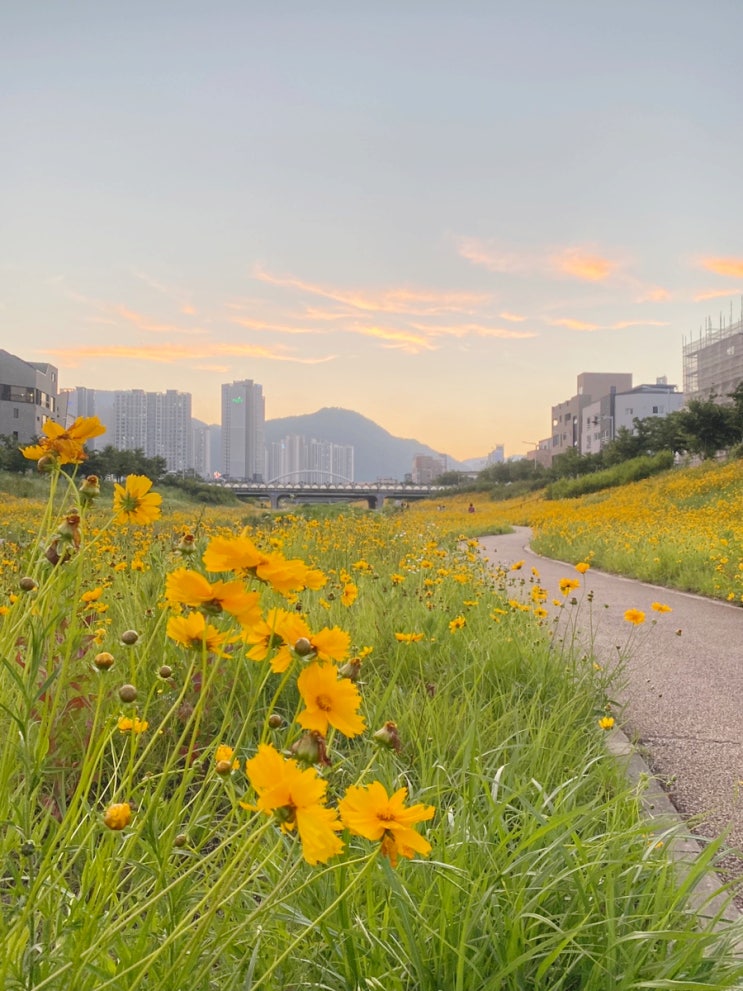  #보통의기억 - 금계국