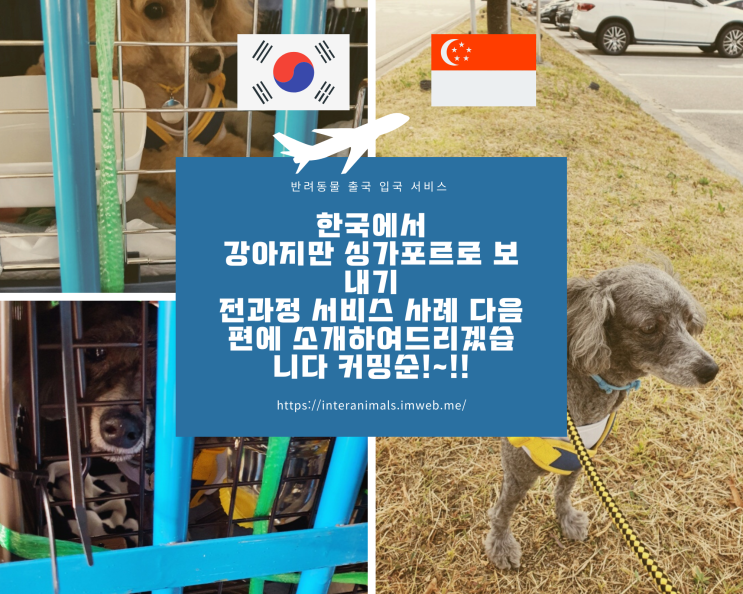 미국에서 반려동물 애완동물 강아지입국 동물검역 영종도동물계류장 항체검사완료후 찾는절차 지방으로 픽업서비스