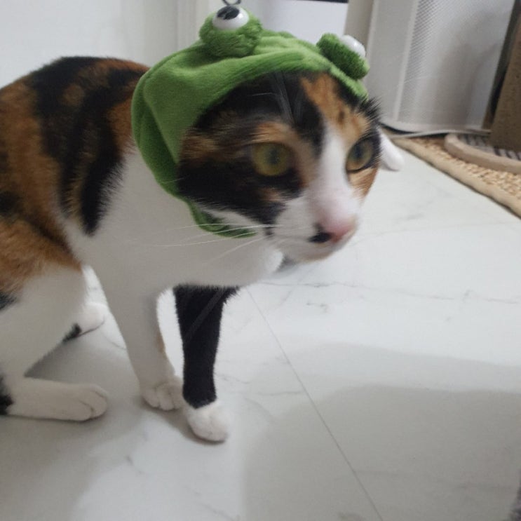  내돈내산 이마트 쓱배송 리뷰