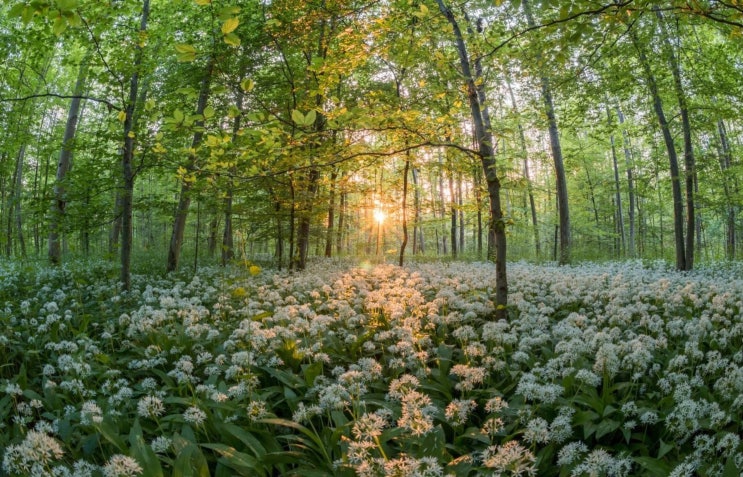임업종묘기능사 Craftsman Forest Seeding 임업종묘기능사 Craftsman Forest Seeding